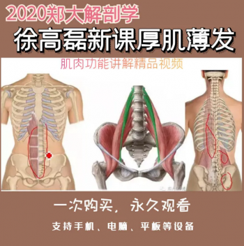 郑大解剖学徐高磊2020新课高清视频教程 厚积薄发100讲详细讲解肌肉功能-百度网盘下载-中医教程博客