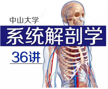 中山大学-人体系统解剖学视频教程神经呼吸消化系统解剖精品课-百度网盘下载-中医教程博客